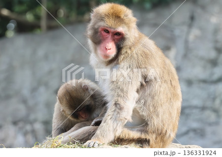 サル 136331924