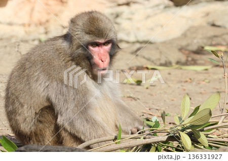 サル 136331927