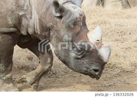 ヒガシクロサイ 136332026