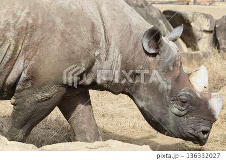 ヒガシクロサイ 136332027