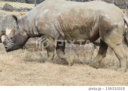 ヒガシクロサイ 136332028