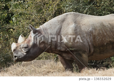 ヒガシクロサイ 136332029