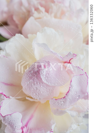 Pink peony bud with water drops macro close up on soft white background vertical Pink peony bud with water drops macro close up on soft white background vertical 136332060