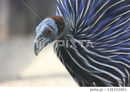 フサホロホロチョウ フサホロホロチョウ 136332061