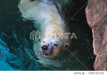 ホッキョクグマ 136332181