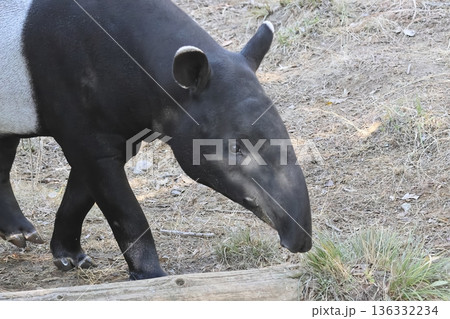 バク バク 136332234