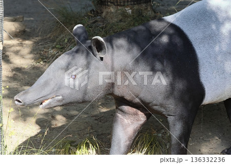 バク バク 136332236