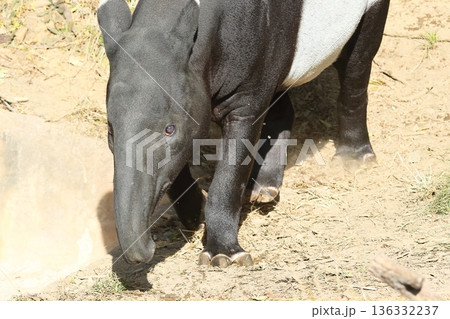 バク バク 136332237