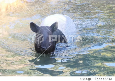 バク バク 136332238