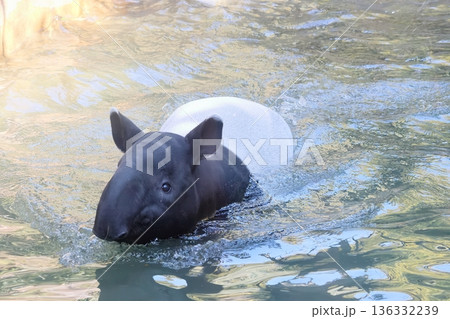 バク バク 136332239