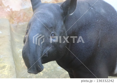 バク バク 136332242