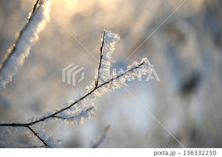 Delicate frost crystals adorn bare tree branches in the soft glow of morning sunlight 136332250