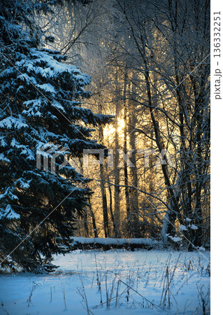 Golden sunbeams filter through snow-covered trees in a serene winter forest landscape 136332251