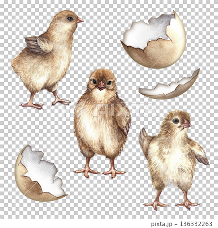 Set with newly hatched chicks and eggshells. Hand-drawn watercolor illustration. For Easter greeting cards. For product packaging, labels, textiles, and more. Set with newly hatched chicks and eggshells. Hand-drawn watercolor illustration. For Easter greeting cards. For product packaging, labels, textiles, and more. 136332263