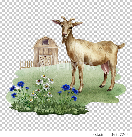 Goat in a farmyard. Hand-drawn watercolor illustration. Beautiful, colorful image. Perfect for dairy product advertising, banners, posters, packaging, labels, and more. Goat in a farmyard. Hand-drawn watercolor illustration. Beautiful, colorful image. Perfect for dairy product advertising, banners, posters, packaging, labels, and more. 136332265