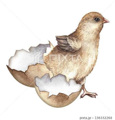 A newly hatched chicken. Hand-drawn watercolor illustration. For Easter greeting cards and invitations. For packaging, labels, textiles, and more. 136332268