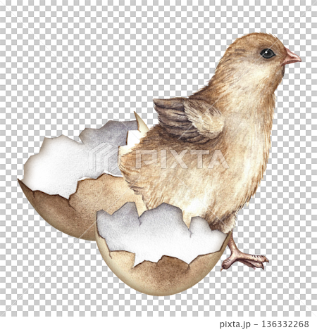 A newly hatched chicken. Hand-drawn watercolor illustration. For Easter greeting cards and invitations. For packaging, labels, textiles, and more. 136332268