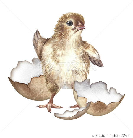 A newly hatched chicken. Hand-drawn watercolor illustration. For Easter greeting cards and invitations. For packaging, labels, textiles, and more. 136332269