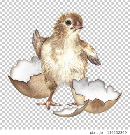 A newly hatched chicken. Hand-drawn watercolor illustration. For Easter greeting cards and invitations. For packaging, labels, textiles, and more. 136332269