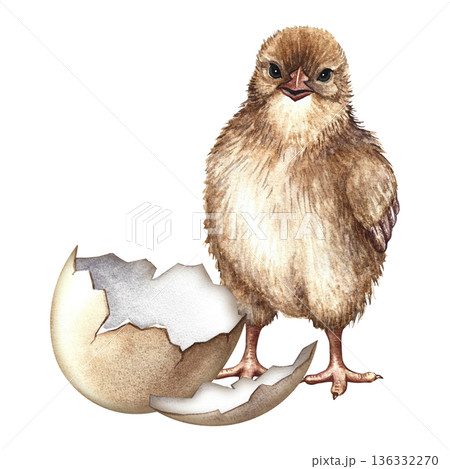 A newly hatched chicken. Hand-drawn watercolor illustration. For Easter greeting cards and invitations. For packaging, labels, textiles, and more. 136332270