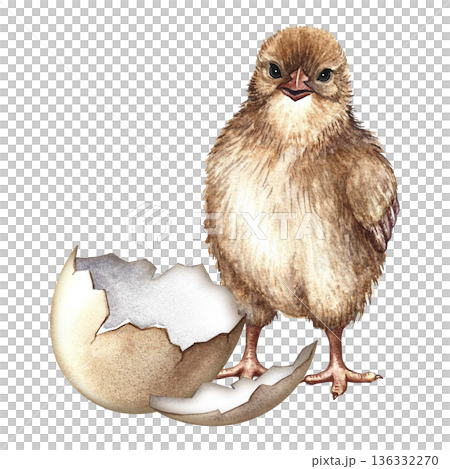 A newly hatched chicken. Hand-drawn watercolor illustration. For Easter greeting cards and invitations. For packaging, labels, textiles, and more. 136332270