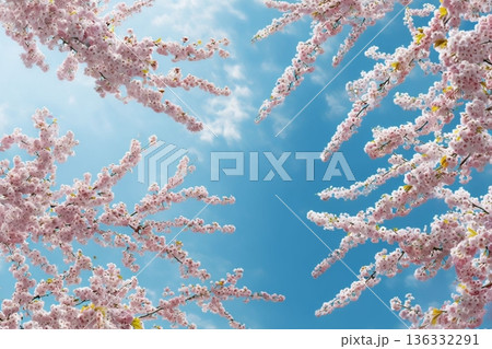 青空に映える桜 136332291