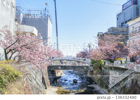 静岡県熱海市　あたみ桜　糸川遊歩道　2月上旬 136332480