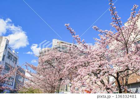 静岡県熱海市 あたみ桜 糸川遊歩道 2月上旬 静岡県熱海市 あたみ桜 糸川遊歩道 2月上旬 136332481