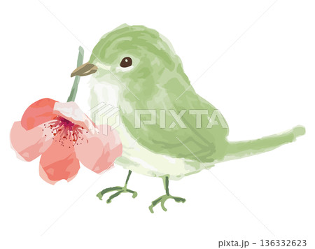 花をくわえるウグイス 136332623