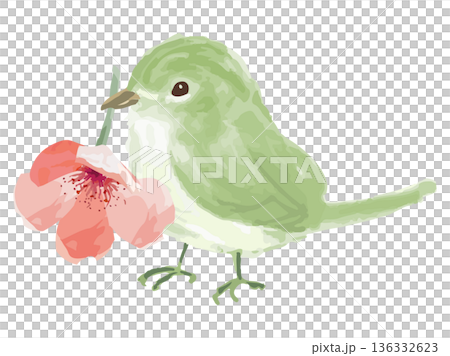花をくわえるウグイス 136332623