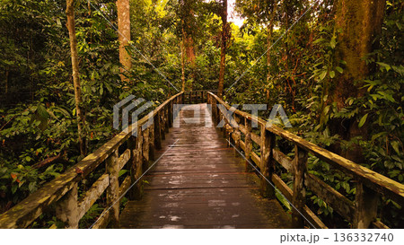 Wooden Boardwalk through Borneo Jungle at Sunset 136332740