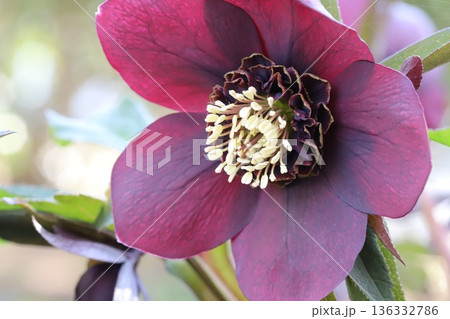 冬の庭に咲く赤紫色のクリスマスローズの花 136332786