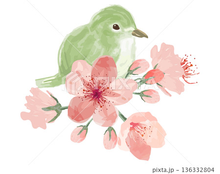 桜の花とウグイスのあしらい 136332804