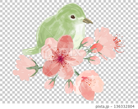 桜の花とウグイスのあしらい 136332804