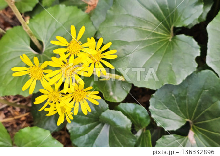 Leopard Plant , also called the green leopard plant or tractor seat plant. 136332896