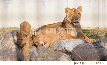 岩場で遊ぶ子らと見守るライオンの母 岩場で遊ぶ子らと見守るライオンの母 136332907