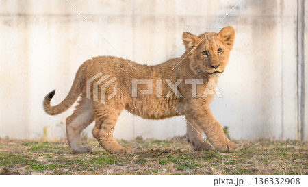 警戒するライオンの子 136332908