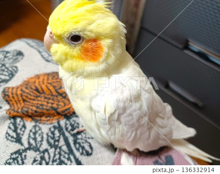 冬 暖かい部屋でリラックスしている手乗りのオカメインコ 冬 暖かい部屋でリラックスしている手乗りのオカメインコ 136332914