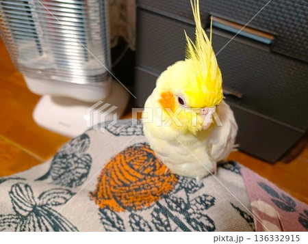 冬　暖かい部屋でリラックスしている手乗りのオカメインコ 136332915
