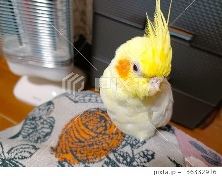 冬　暖かい部屋でリラックスしている手乗りのオカメインコ 136332916