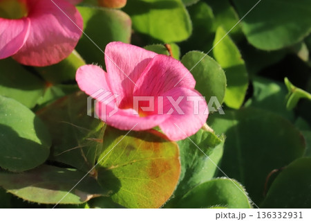 冬の庭に咲くピンク色のフヨウカタバミの花 冬の庭に咲くピンク色のフヨウカタバミの花 136332931