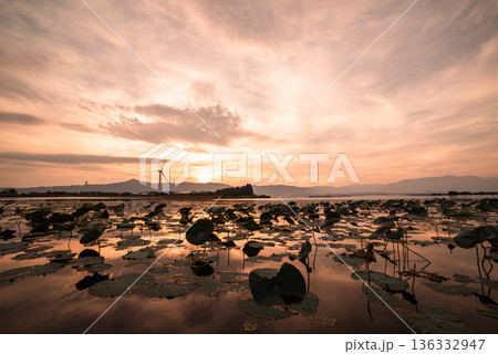 琵琶湖の夕焼けと蓮の葉が広がる水面　滋賀県の静かな湖畔風景 136332947