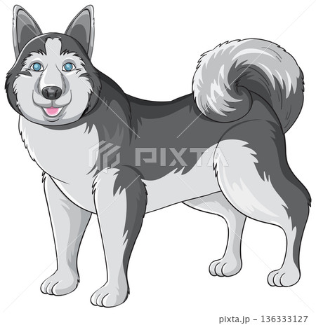 Siberian Husky Dog Vector Illustration Standing on White Background Siberian Husky Dog Vector Illustration Standing on White Background 136333127