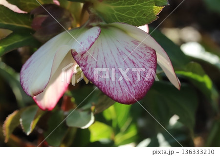 冬の庭に咲く白いに赤紫色の縁取りのある花びらのクリスマスローズの花 冬の庭に咲く白いに赤紫色の縁取りのある花びらのクリスマスローズの花 136333210