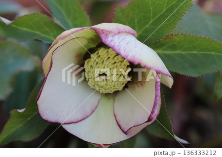 冬の庭に咲く白いに赤紫色の縁取りのある花びらのクリスマスローズの花 136333212
