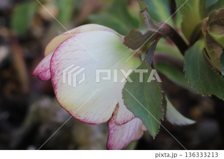 冬の庭に咲く白いに赤紫色の縁取りのある花びらのクリスマスローズの花 136333213