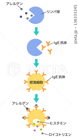 アレルギー発症のしくみ　花粉症のメカニズム 136333345