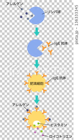 How allergies develop: The mechanism of hay fever 136333345