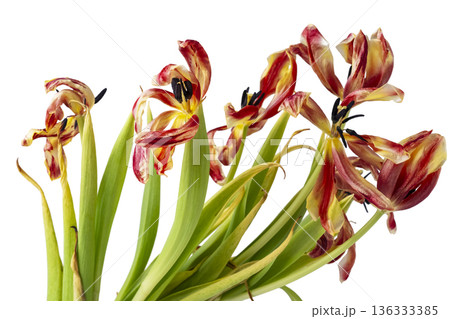 Wilted colorful tulips isolated on white Wilted colorful tulips isolated on white 136333385