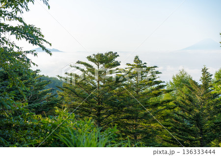 雲海と針葉樹の景色 136333444